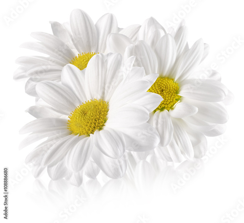 Fototapeta Naklejka Na Ścianę i Meble -  daisies isolated on the white background