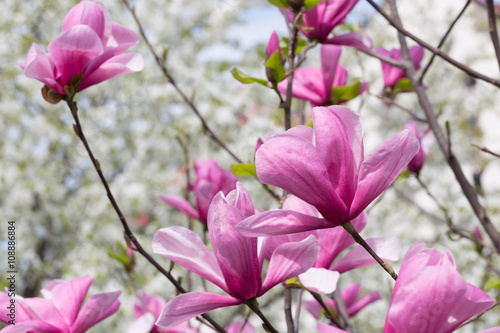 close up of magnolia flowers