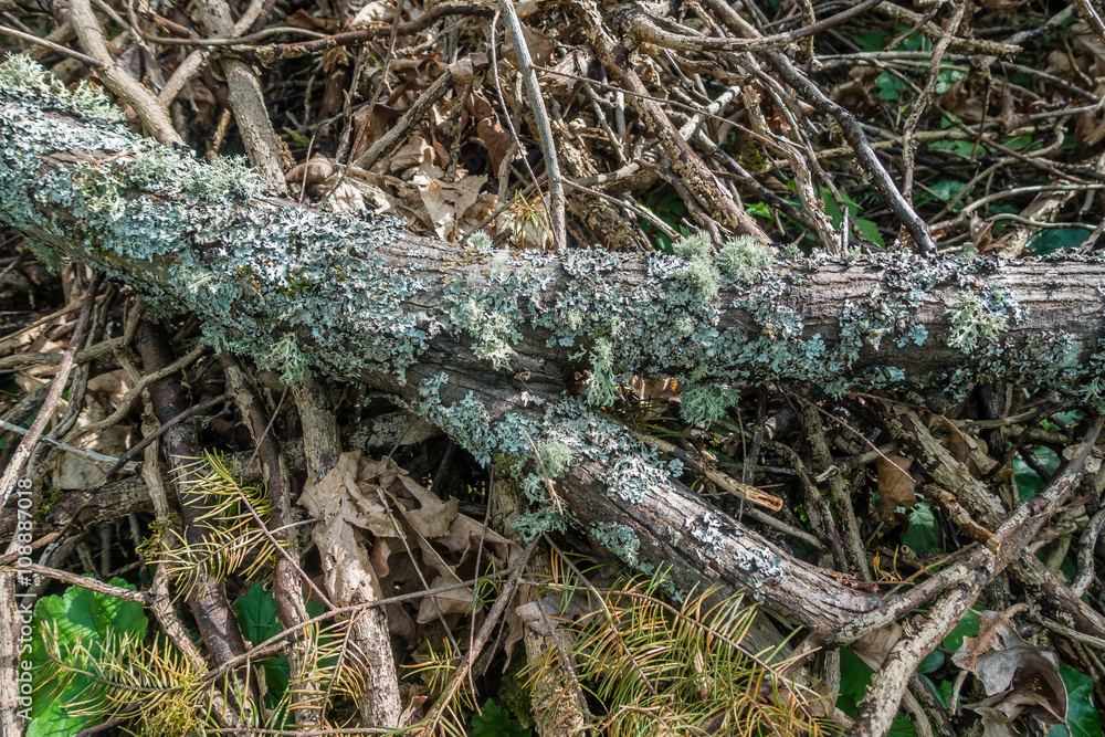 Fototapeta premium Lichen On Log Closeup
