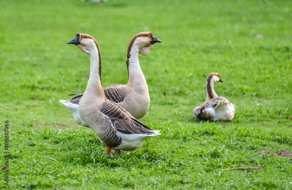 Domestic Chinese geese. Earth tone Colourful big birds on a hobby farm in Ontario, Canada. Long necked, domesticated Chinese geese in their habitat of ponds and meadows. Domestic Chinese geese. Earth tone Colourful big birds on a hobby farm in Ontario, Canada. Long necked, domesticated Chinese geese in their habitat of ponds and meadows.