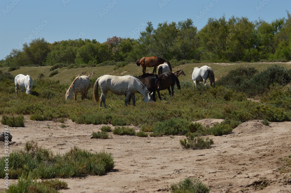 Obraz premium caballos en la marisma