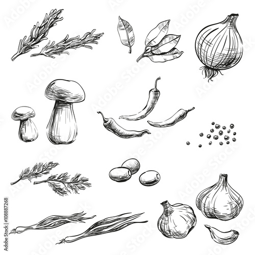 Set spices, herbs, condiments and vegetables for cooking, menu design in restaurants, cafes and bistros or packaging for the food, isolated graphic vector drawing strokes and lines without background