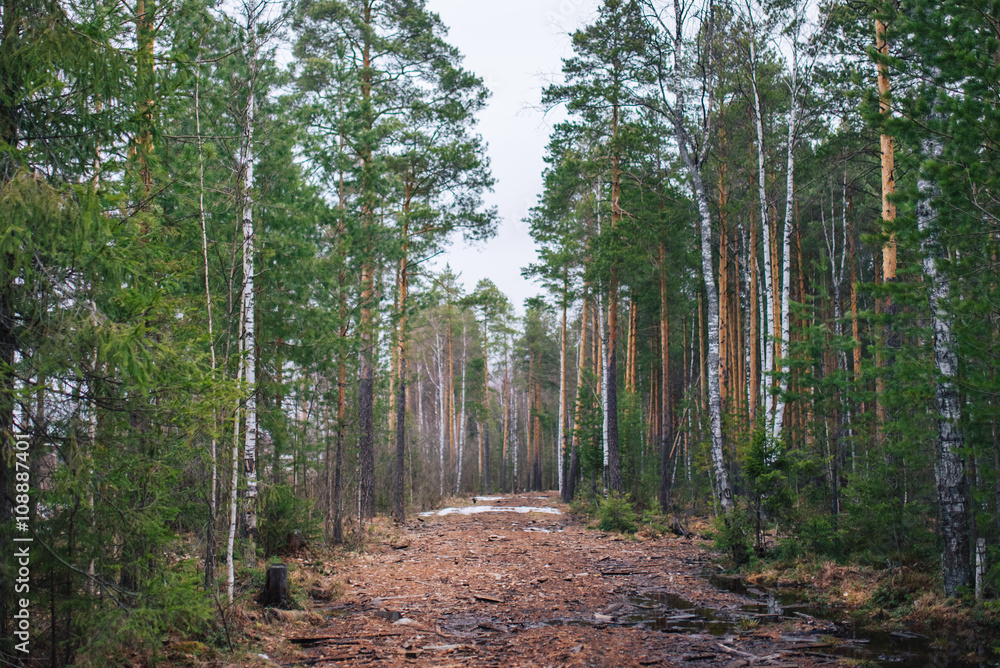 Scenic route in the spring forest Scenic route in the spring forest