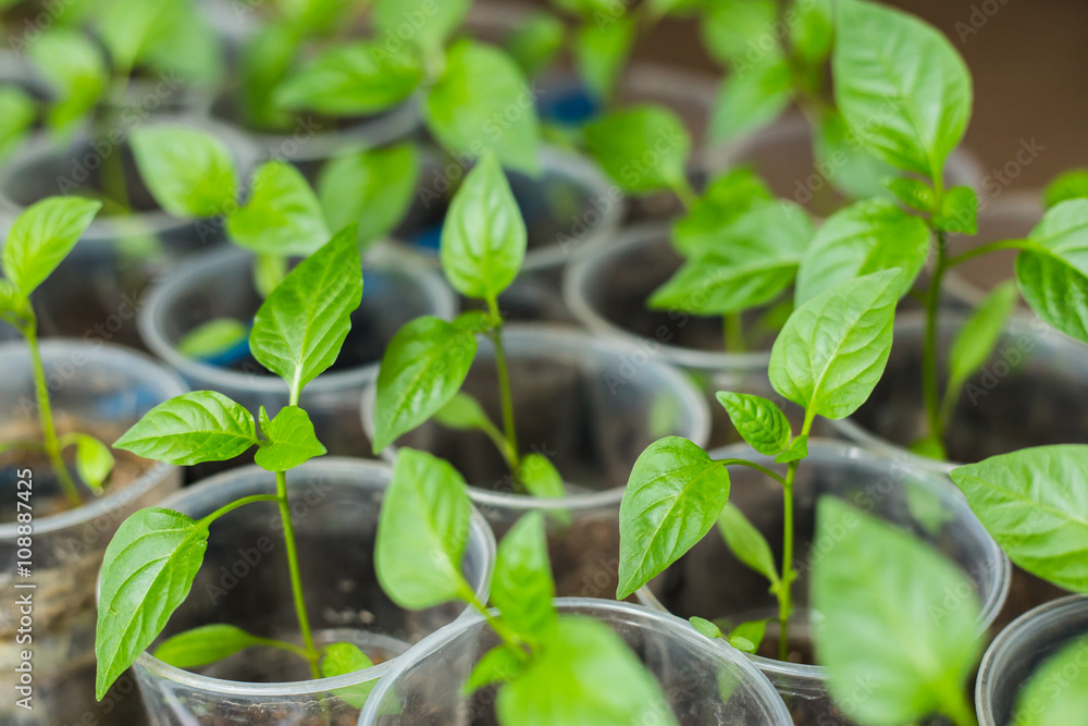 Pepper seedlings growing Pepper seedlings growing