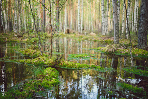 Scenic wild swamp in forest