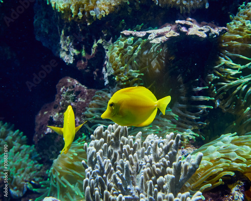 tropical yellow tang fish in aquarium