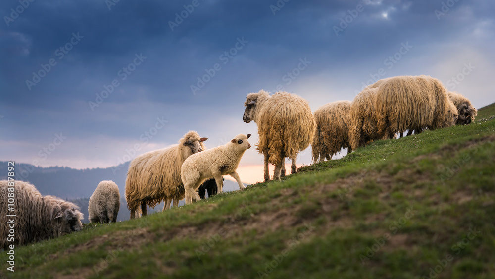 Obraz premium Sheep grazing on hills on a quiet sunset