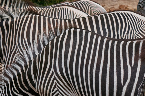 black and white stripes, zebras as natural background