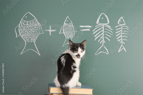 Fotografie Cat studying arithmetic
