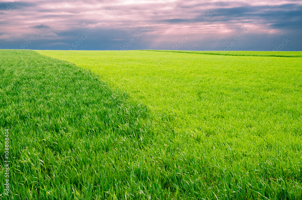 The field of young wheat. Background green grass.