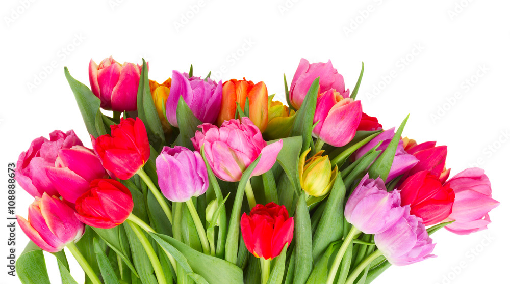 bouquet of pink, purple and red tulips bouquet of pink, purple and red tulips