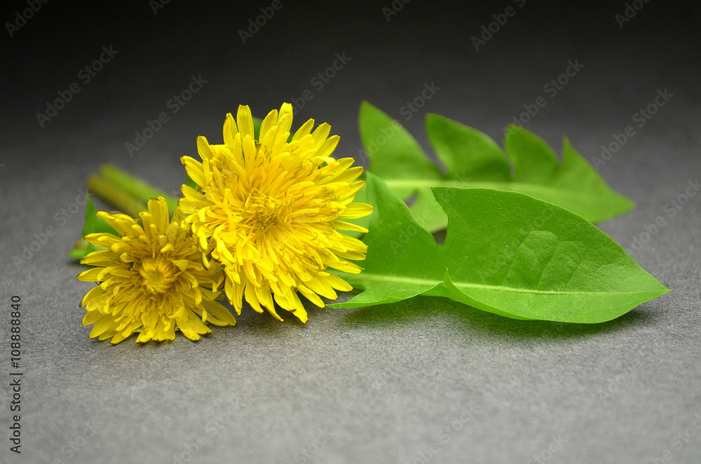 Foto sow-thistle flower