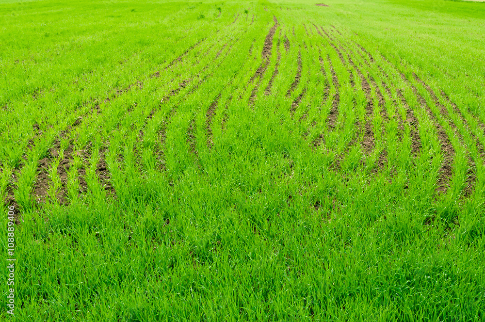 The field of young wheat. Background green grass. The field of young wheat. Background green grass.