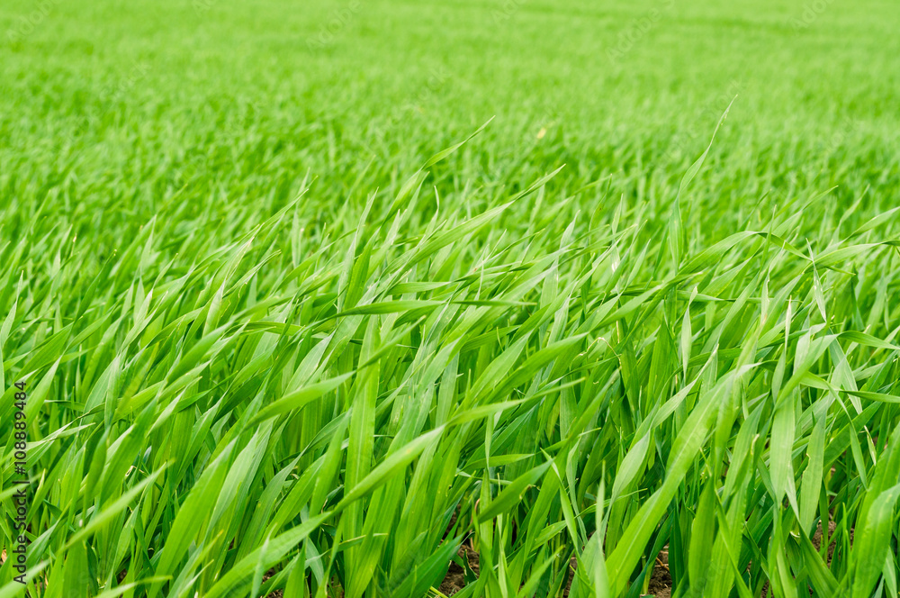 The field of young wheat. Background green grass. The field of young wheat. Background green grass.