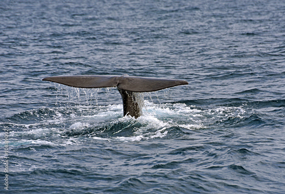 Fototapeta premium Sperm Whale. Picture taken from whale watching cruise in Strait of Gibraltar