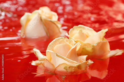 Beautiful fresh rose with d...