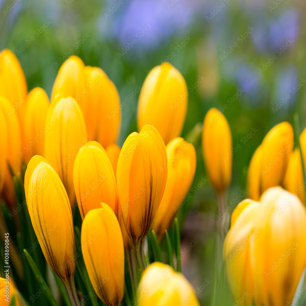Fototapeta premium Blossom of yellow crocus in spring, flowerbed of crocus bud