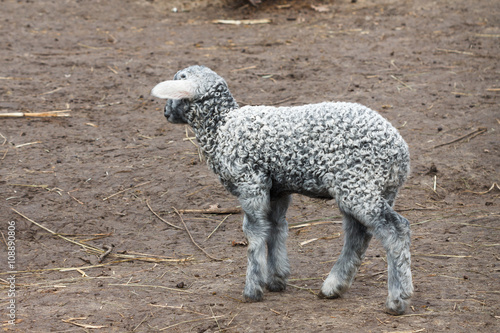 Little lamb young gray