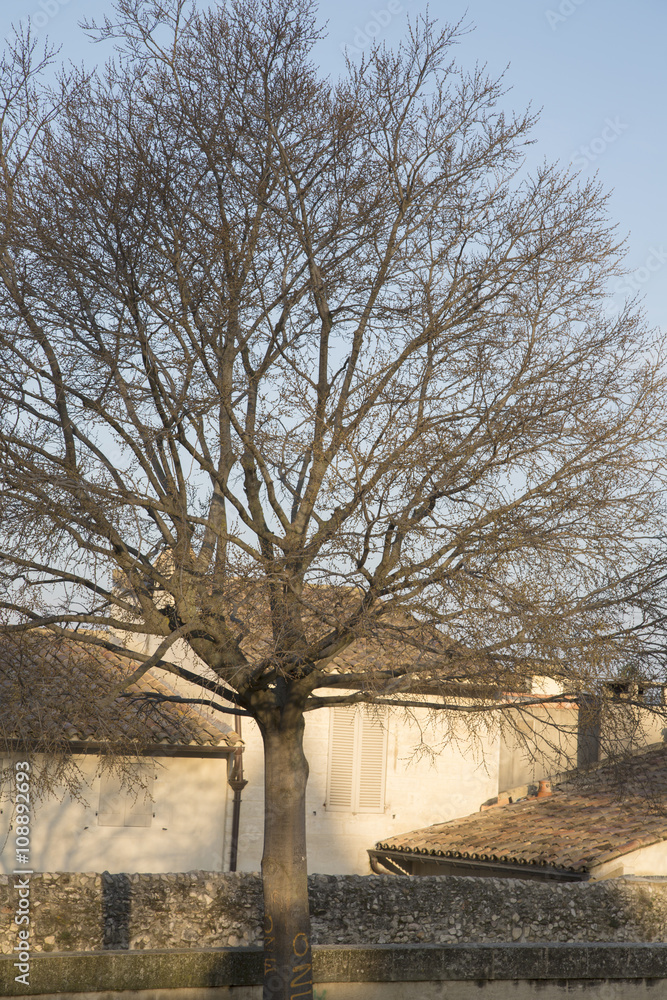 Winter Tree on Palais des Papes Square, Avignon Winter Tree on Palais des Papes Square, Avignon