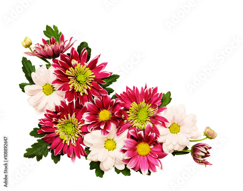 Chrysanthemum flowers corner