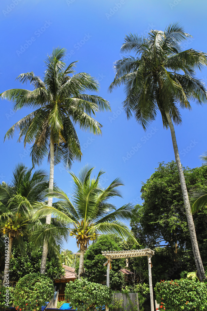 Fototapeta premium Palm trees, low angle view against blue sky.