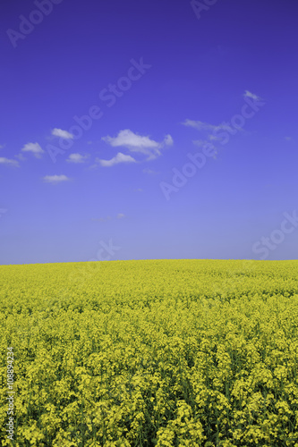 canola field under blue sky