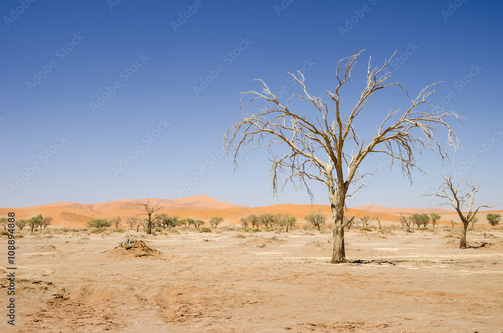 Dead trees in Namib desert.