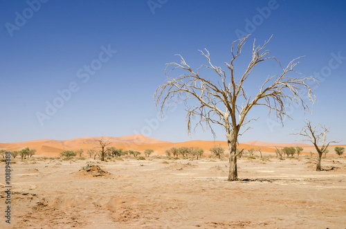 Dead trees in Namib desert.