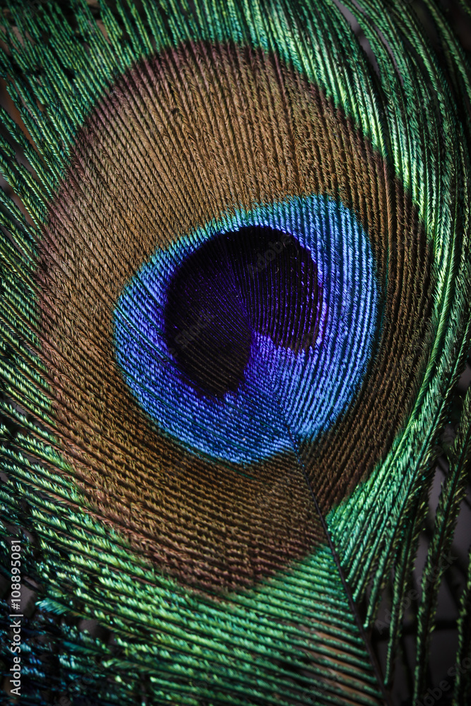 Obraz premium Peacock feathers