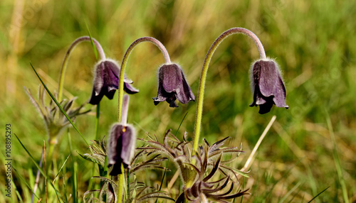 Pulsatilla pratensis in spring photo