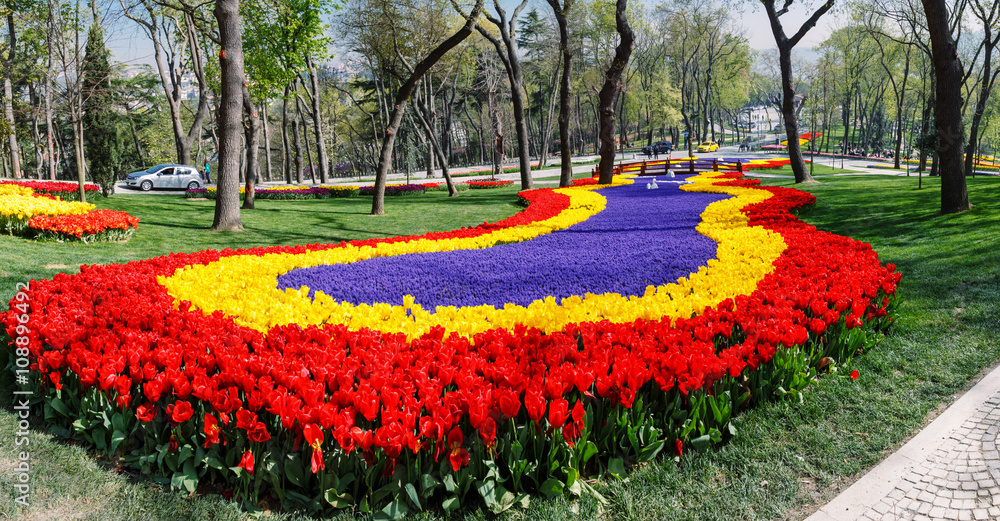 Field of tulips, panorama scene
