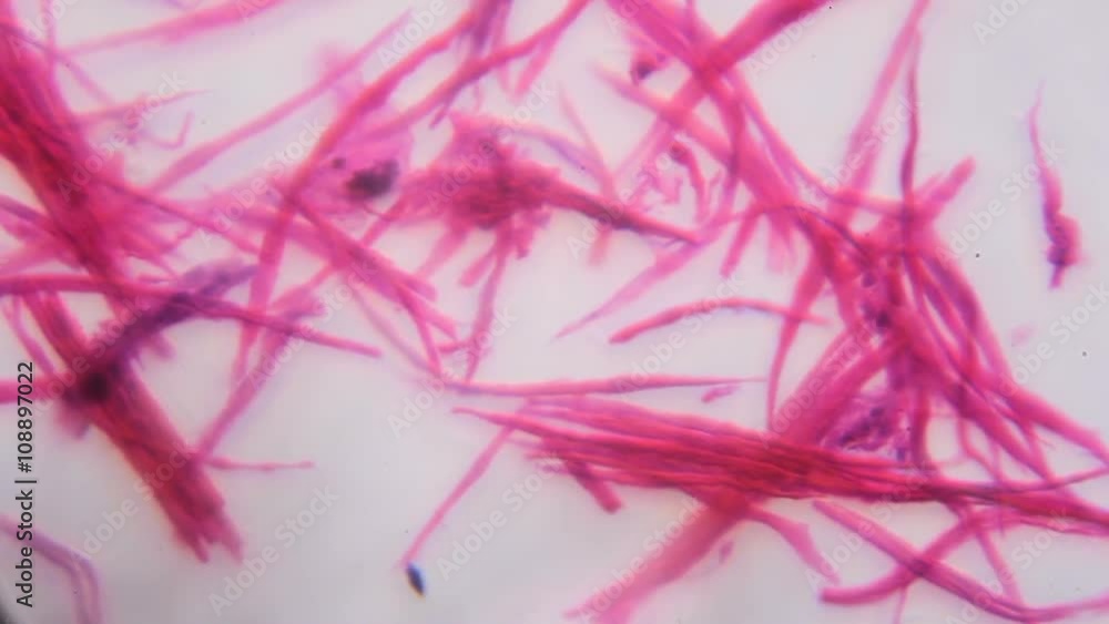 Smooth muscle separate under the microscope - Abstract pink lines on white background. Smooth muscle separate under the microscope - Abstract pink lines on white background.