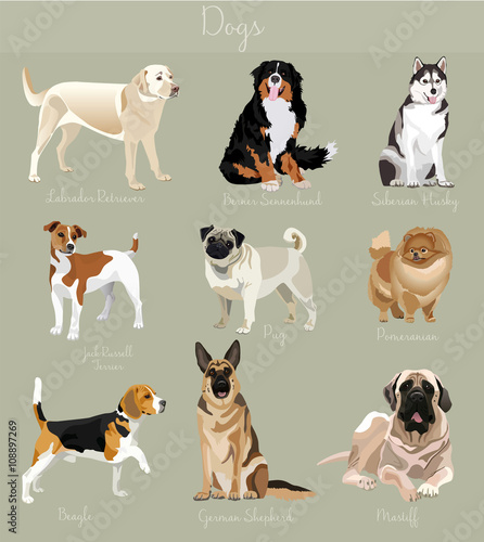 Different type of dogs set isolated. Big and small animals.