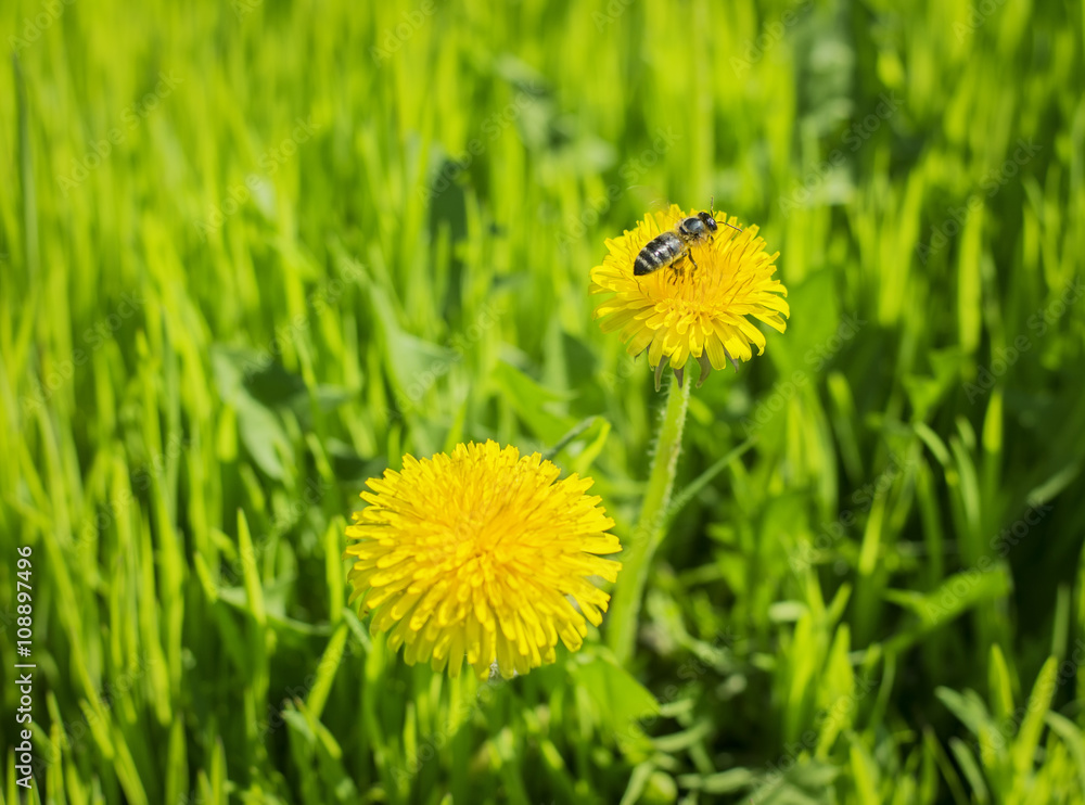 Bee on a yellow dandelion in spring background