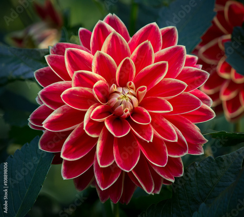 Closeup of a red colored dahlia flower in a green natural environment 