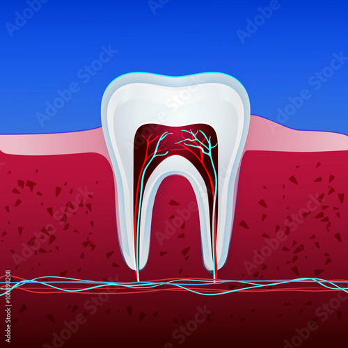 Tooth anatomy