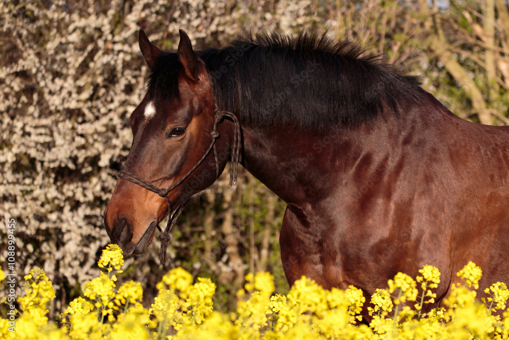 Fototapeta premium Brauner im Raps