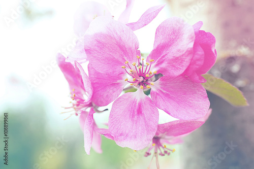 Beautiful spring blossom, close up. Retro style