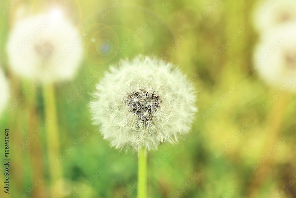 Dandelion flowers, close up. Retro style