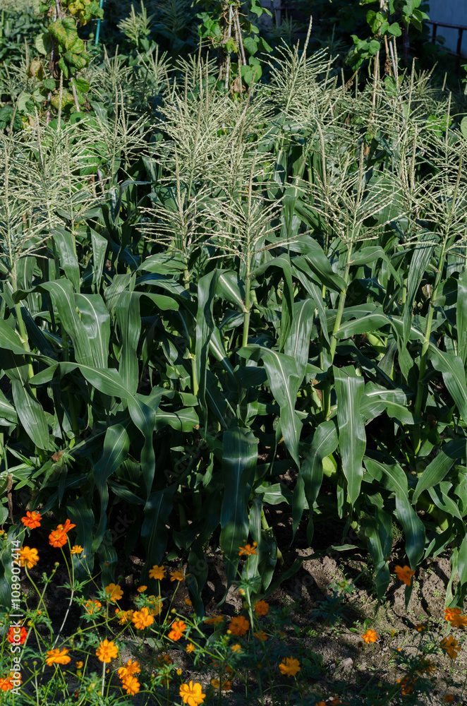 Obraz premium とうきび畑と花