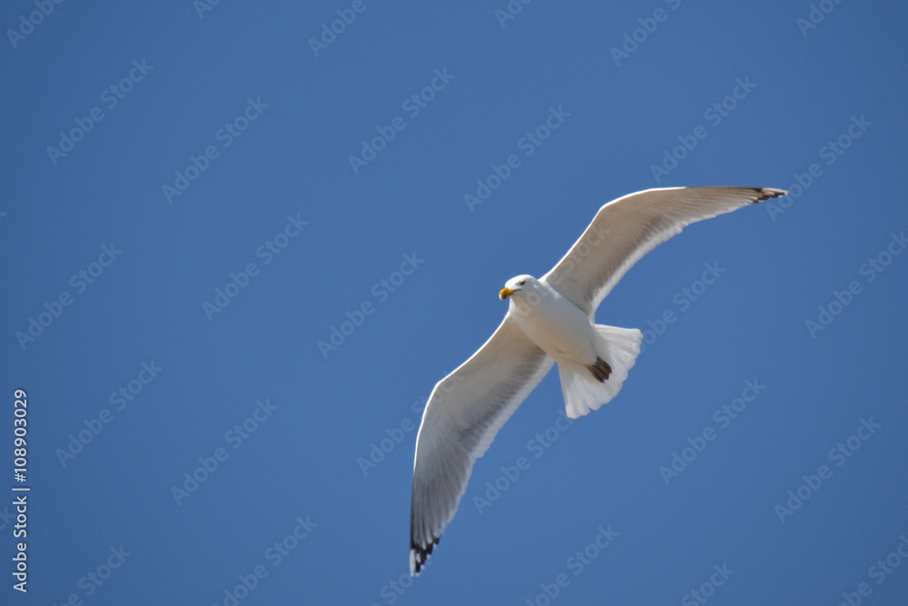Obraz premium Gull on the Wing