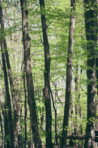 Spring Summer Sun Shining Through Canopy of Tall Trees