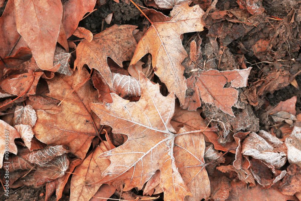 Pile of different dry leaves underfoot Pile of different dry leaves underfoot