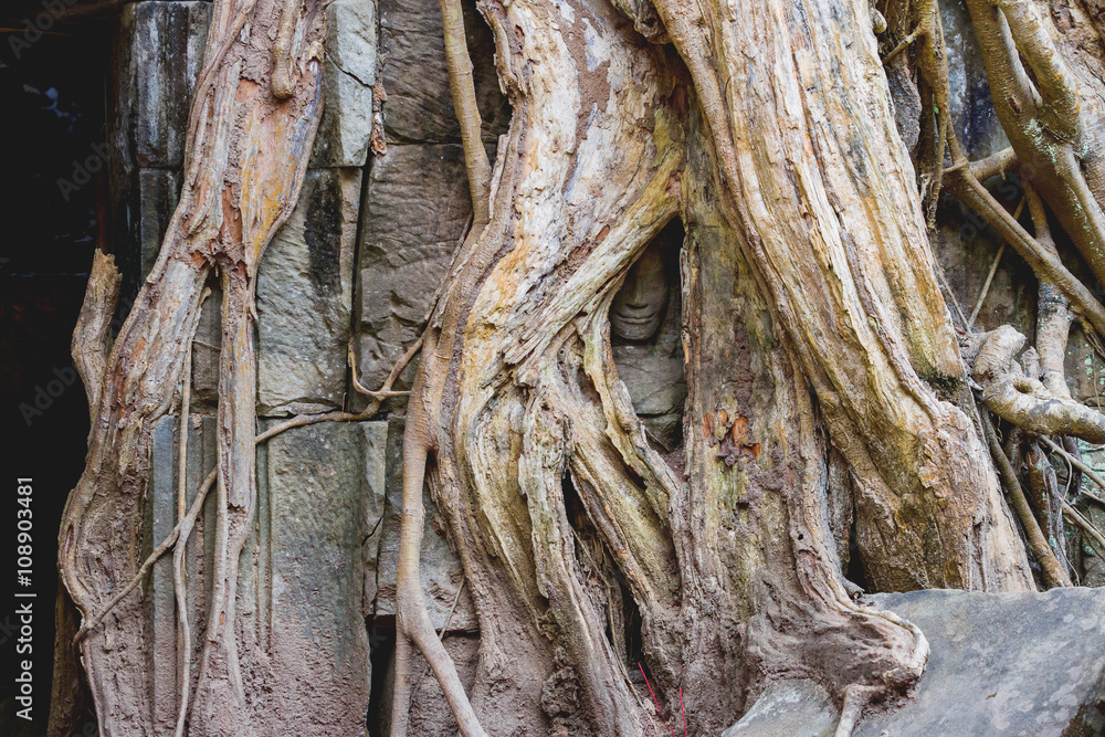 Sculpture face among ceiba tree roots. Angkor Wat, Cambodia.