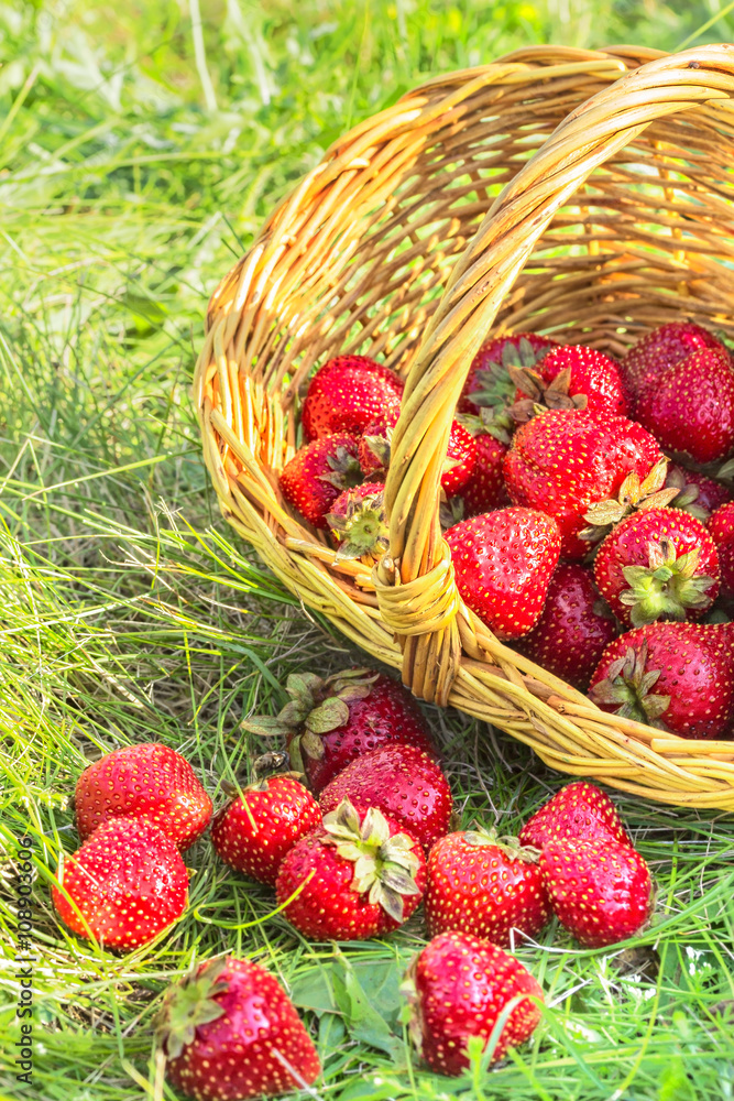 Overturned basket of strawberries in the green grass Overturned basket of strawberries in the green grass