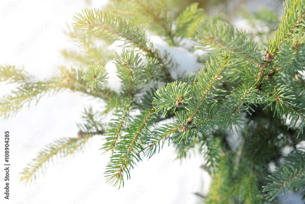Snowy fir tree branches, closeup Snowy fir tree branches, closeup