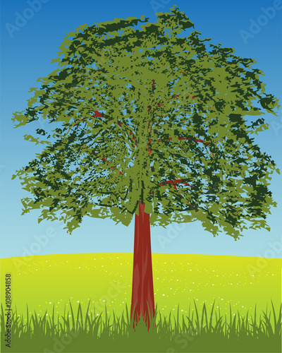 Solitary tree on glade