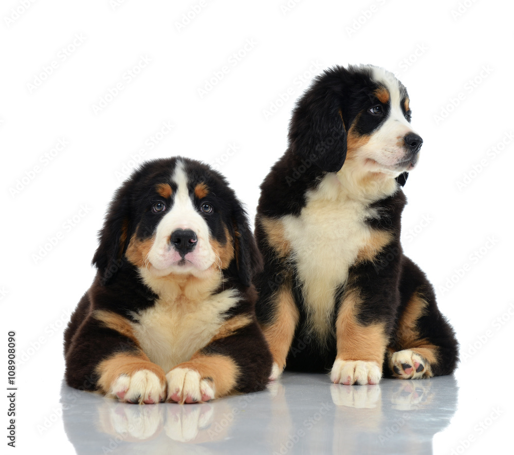 Two sweet Berner Sennenhund or Bernese Mountain puppies sitting Two sweet Berner Sennenhund or Bernese Mountain puppies sitting