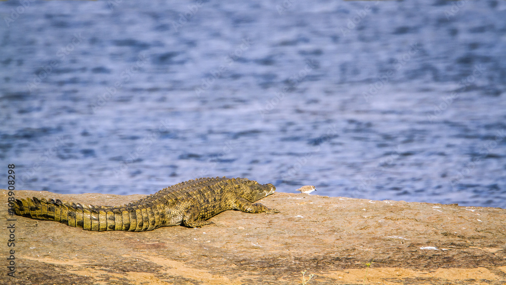 Nile crocodile in Kruger National park, South Africa Nile crocodile in Kruger National park, South Africa