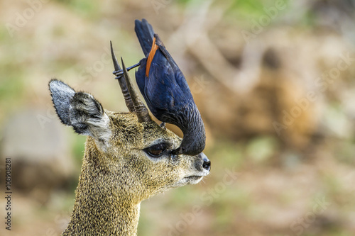 Red-winged Starling and klipspringer in Kruger National park, So photo